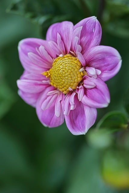 Free download dahlia nature blossom bloom petals free picture to be edited with GIMP free online image editor