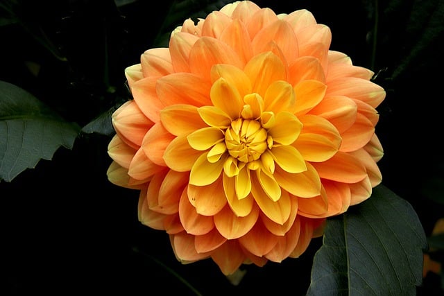 Free download dahlia orange dahlia orange flower free picture to be edited with GIMP free online image editor