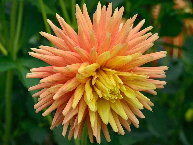 Free download Dahlia Orange Yellow -  free photo or picture to be edited with GIMP online image editor