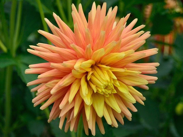 Kostenloser Download Dahlia Orange Yellow - kostenloses Foto oder Bild zur Bearbeitung mit GIMP Online-Bildbearbeitung