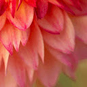 Dahlia Petals  screen for extension Chrome web store in OffiDocs Chromium