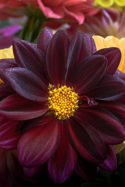 Free download dahlia petals dark red wine red free picture to be edited with GIMP free online image editor