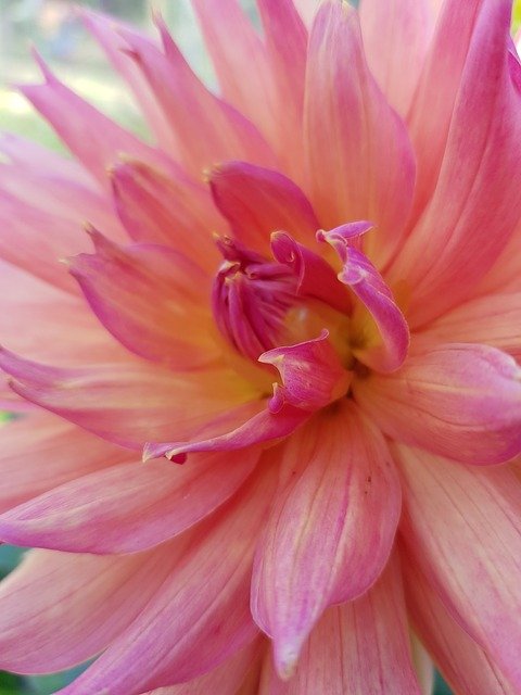 Free download Dahlia Pink -  free photo or picture to be edited with GIMP online image editor