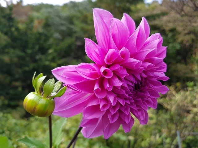 Free download Dahlia Pink Alia Pretty Flowers -  free photo or picture to be edited with GIMP online image editor