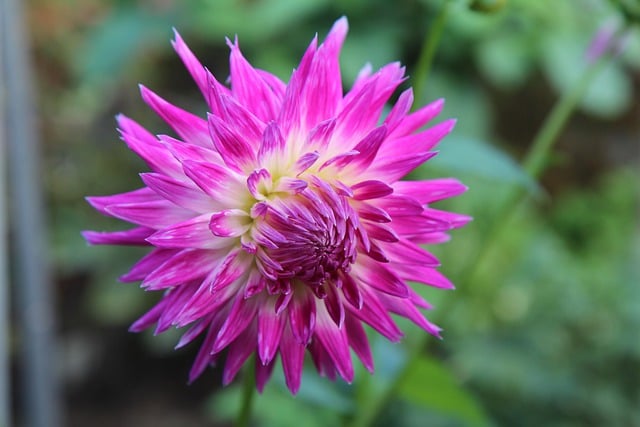 ດາວໂຫລດຟຣີ dahlia ສີບົວ dahlia ສີບົວດອກຮູບຟຣີທີ່ຈະແກ້ໄຂດ້ວຍ GIMP ບັນນາທິການຮູບພາບອອນໄລນ໌ຟຣີ