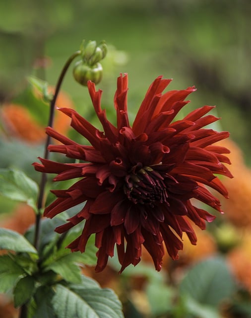 Libreng download dahlia pinnata flower plant petals libreng larawan na ie-edit gamit ang GIMP free online image editor