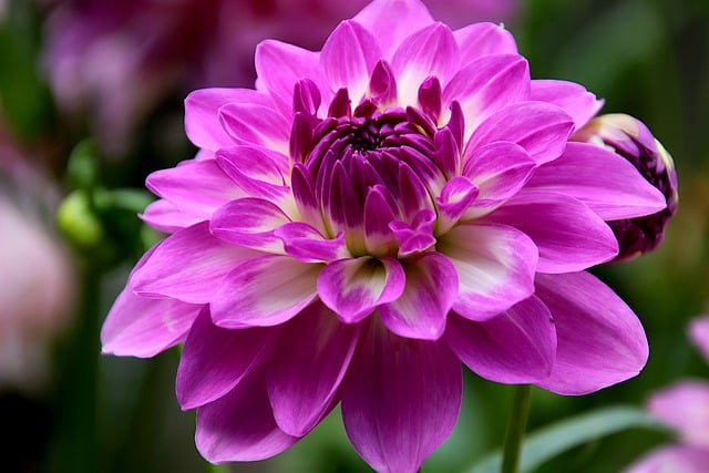 Free download dahlia purple dahlia purple flower free picture to be edited with GIMP free online image editor