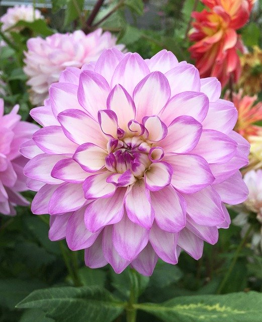 Free download Dahlia Purple Pink -  free photo or picture to be edited with GIMP online image editor