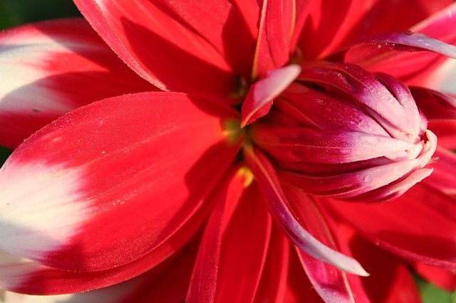Template Photo Dahlia Red Flower Close Up -  for OffiDocs