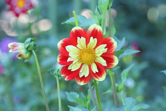 Free download Dahlia Red Yellow -  free photo or picture to be edited with GIMP online image editor