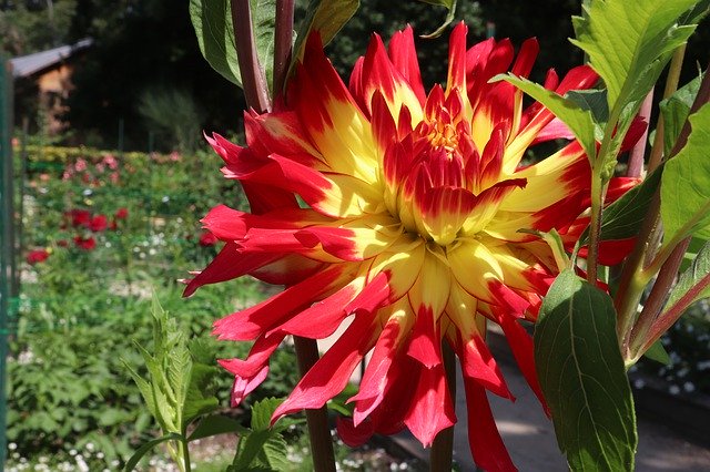 Free download Dahlias Bicolor Yellow And Red -  free photo or picture to be edited with GIMP online image editor