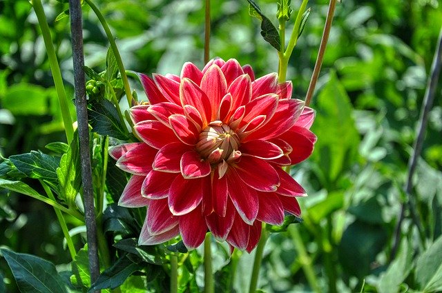ടെംപ്ലേറ്റ് ഫോട്ടോ Dahlias Dahlia Bloom Ornamental - OffiDocs-ന്