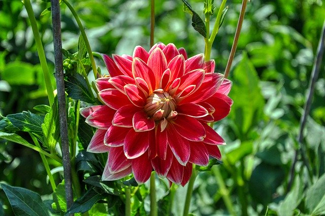 Free download Dahlias Dahlia Bloom Ornamental -  free free photo or picture to be edited with GIMP online image editor