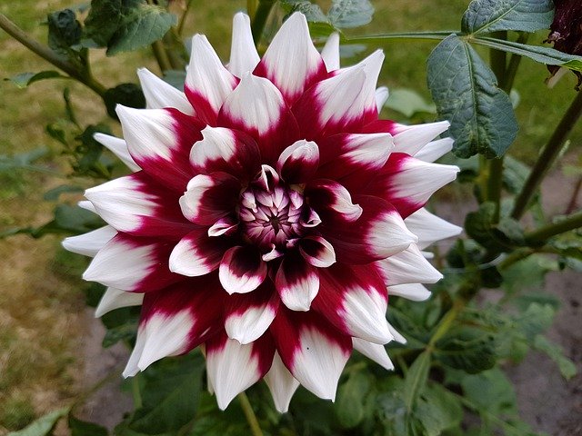 Unduh gratis Dahlias Dahlia Flower - foto atau gambar gratis untuk diedit dengan editor gambar online GIMP