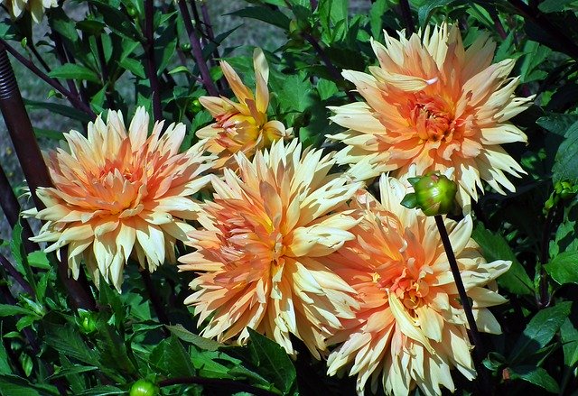 Scarica gratuitamente Dahlias Flowers Garden: foto o immagine gratuita da modificare con l'editor di immagini online GIMP