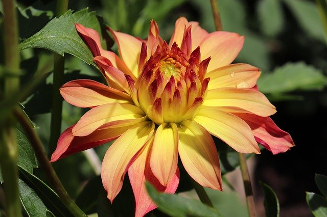 Muat turun percuma Dahlias Flowers Peach Color - foto atau gambar percuma untuk diedit dengan editor imej dalam talian GIMP