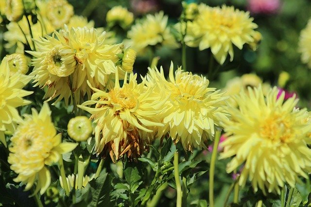 Free picture Dahlias Flowers Yellow -  to be edited by GIMP free image editor by OffiDocs