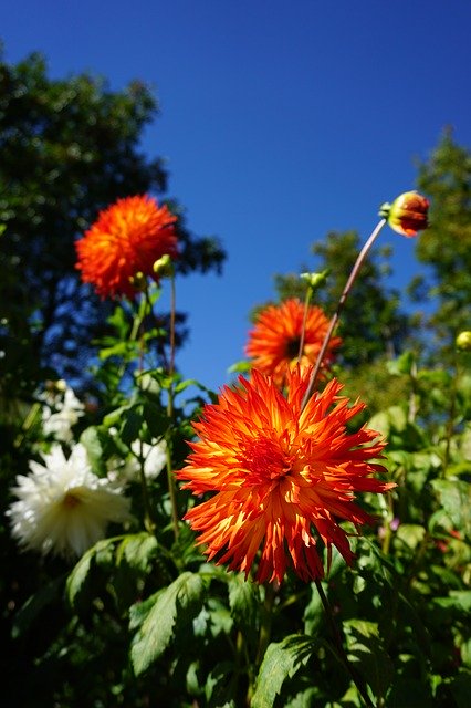 Free download Dahlias Garden Blossom -  free photo or picture to be edited with GIMP online image editor