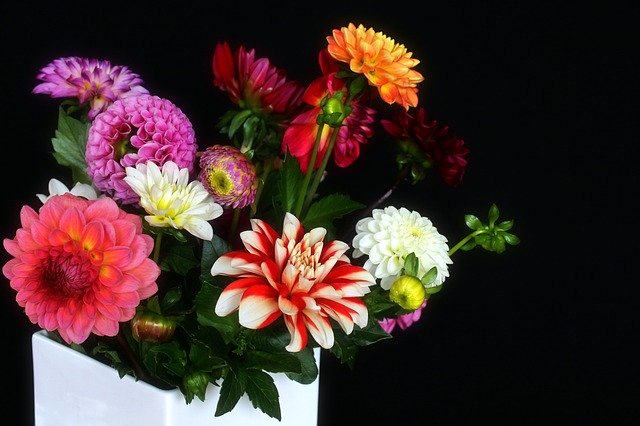 Gratis download Dahlia's Vase Bouquet - gratis foto of afbeelding om te bewerken met GIMP online afbeeldingseditor