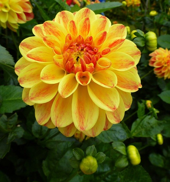 Free download Dahlias Yellow Orange -  free photo or picture to be edited with GIMP online image editor