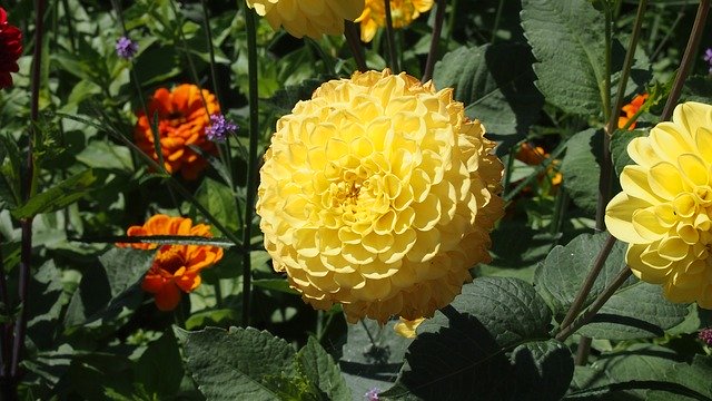 Free download Dahlia Yellow Flower -  free photo or picture to be edited with GIMP online image editor