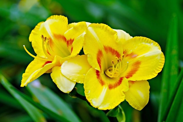 Free download daily lily flower nature free picture to be edited with GIMP free online image editor