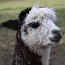 Dairy alpaca  screen for extension Chrome web store in OffiDocs Chromium