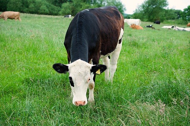 Descărcare gratuită Bovine de vacă de lapte - fotografie sau imagini gratuite pentru a fi editate cu editorul de imagini online GIMP