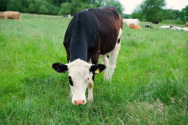 Gratis download Dairy Cow Cattle - gratis foto of afbeelding om te bewerken met GIMP online afbeeldingseditor