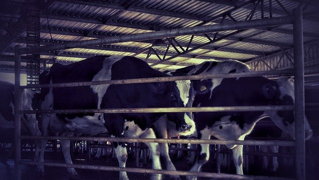 تنزيل مجاني Dairy Cow Ruminant - صورة مجانية أو صورة لتحريرها باستخدام محرر الصور عبر الإنترنت GIMP