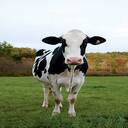 dairy cow wallpaper  screen for extension Chrome web store in OffiDocs Chromium