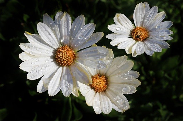Free download Daises Water -  free photo or picture to be edited with GIMP online image editor