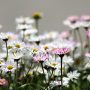 daisies  screen for extension Chrome web store in OffiDocs Chromium