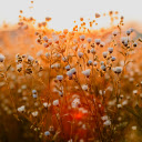 daisies bathed in the golden light of sunset  screen for extension Chrome web store in OffiDocs Chromium