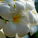 Daisies bloom  screen for extension Chrome web store in OffiDocs Chromium