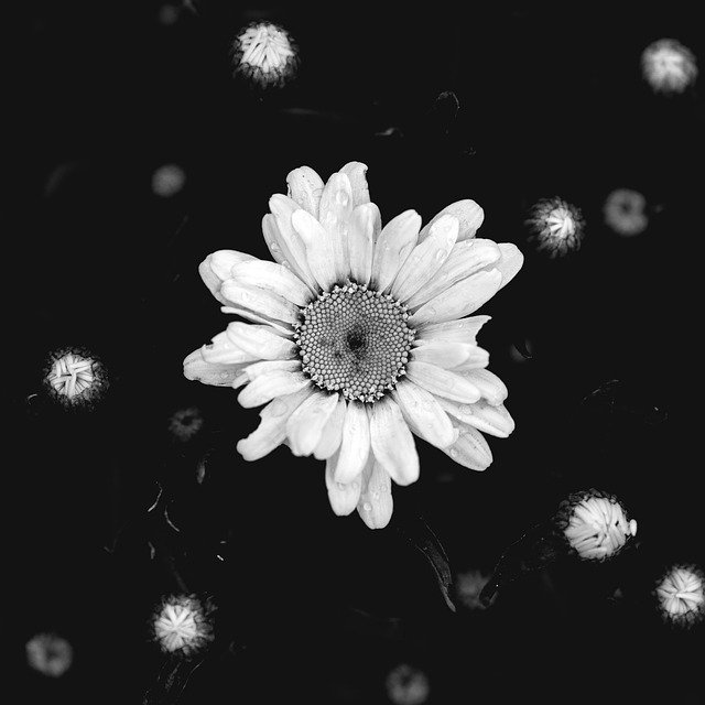 Muat turun percuma Daisies Blossom Bloom - foto atau gambar percuma untuk diedit dengan editor imej dalam talian GIMP