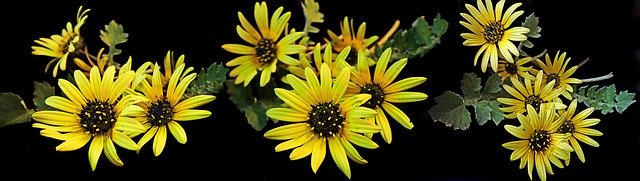 Muat turun percuma Daisies Cape Weed Spring - foto atau gambar percuma untuk diedit dengan editor imej dalam talian GIMP
