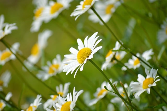 Free download daisies flower garden nature free picture to be edited with GIMP free online image editor