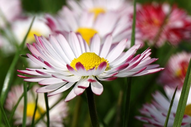 Free download Daisies Flowers Garden free photo template to be edited with GIMP online image editor