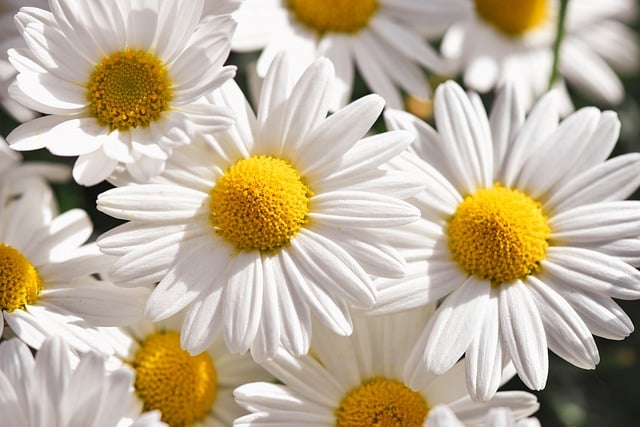 Free download daisies flowers nature bloom white free picture to be edited with GIMP free online image editor
