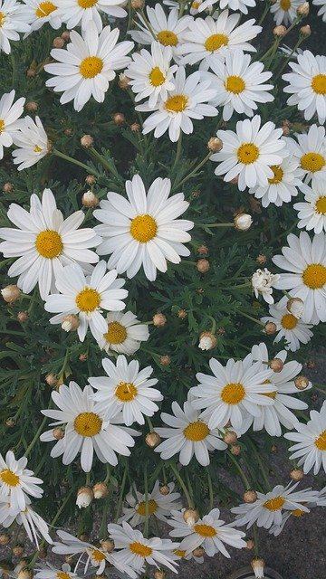 Muat turun percuma Daisies Flowers Prato - foto atau gambar percuma untuk diedit dengan editor imej dalam talian GIMP