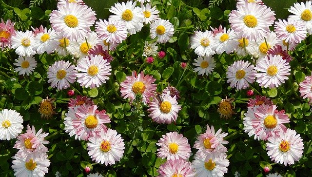 Free picture Daisies Flowers Spring -  to be edited by GIMP free image editor by OffiDocs