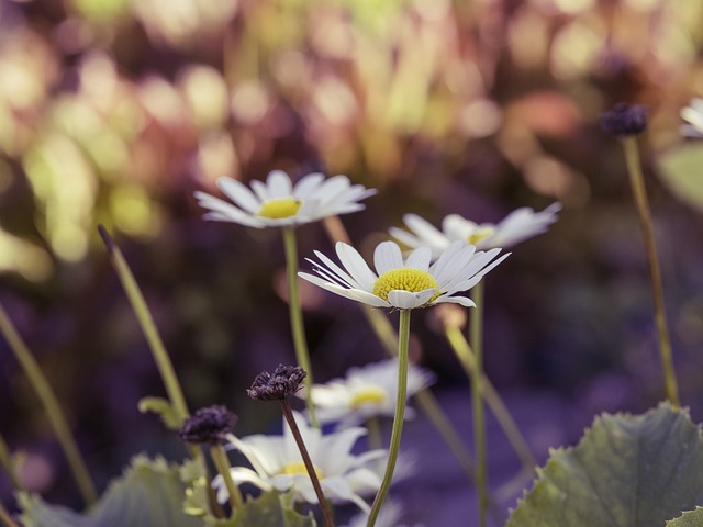 Free download daisies flowers white flowers bloom free picture to be edited with GIMP free online image editor