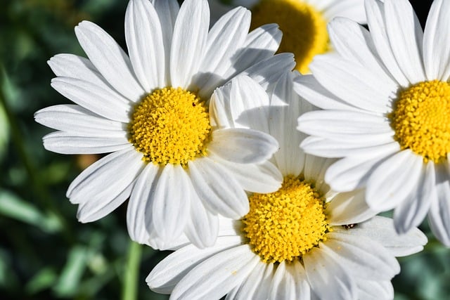 Free download daisies nature bloom white summer free picture to be edited with GIMP free online image editor