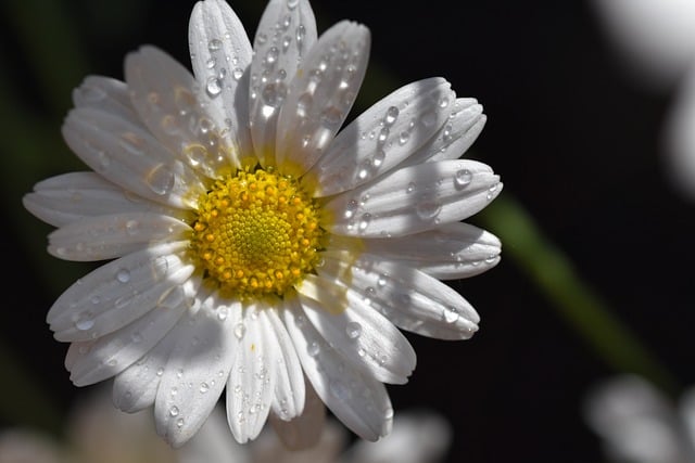 Free download daisies rain waterdrop bloom white free picture to be edited with GIMP free online image editor