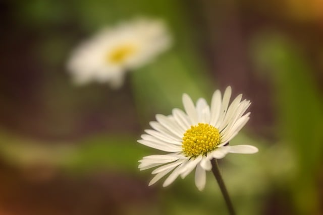 Free download daisies sunlight flowers white free picture to be edited with GIMP free online image editor