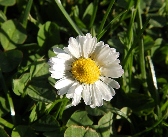 Free download daisy a thousand beautiful free picture to be edited with GIMP free online image editor