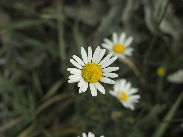 Free picture Daisy Autumn Landscape -  to be edited by GIMP free image editor by OffiDocs