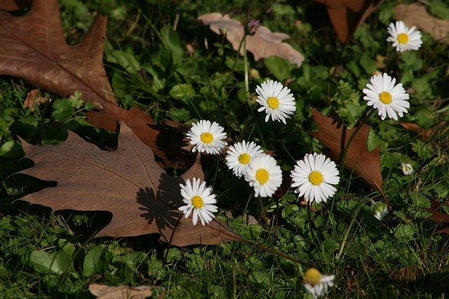 Kostenloser Download Daisy Autumn Leaves Oak - kostenloses Foto oder Bild zur Bearbeitung mit GIMP Online-Bildbearbeitung