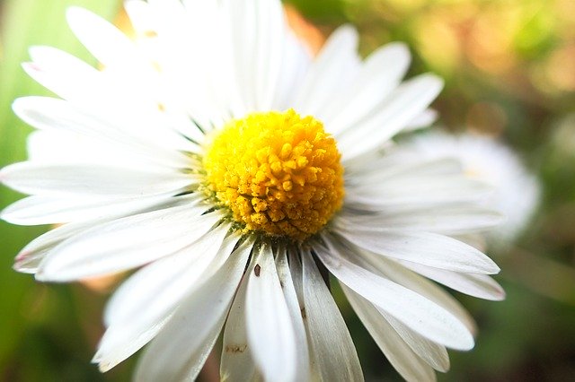 دانلود رایگان Daisy Beautiful Beauty - عکس یا تصویر رایگان قابل ویرایش با ویرایشگر تصویر آنلاین GIMP